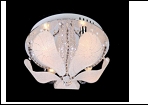 Люстра "зерк.круг.лепест. 4" LED-Blu светильник потолочный 7433/4Y CR d400 E14 RBP